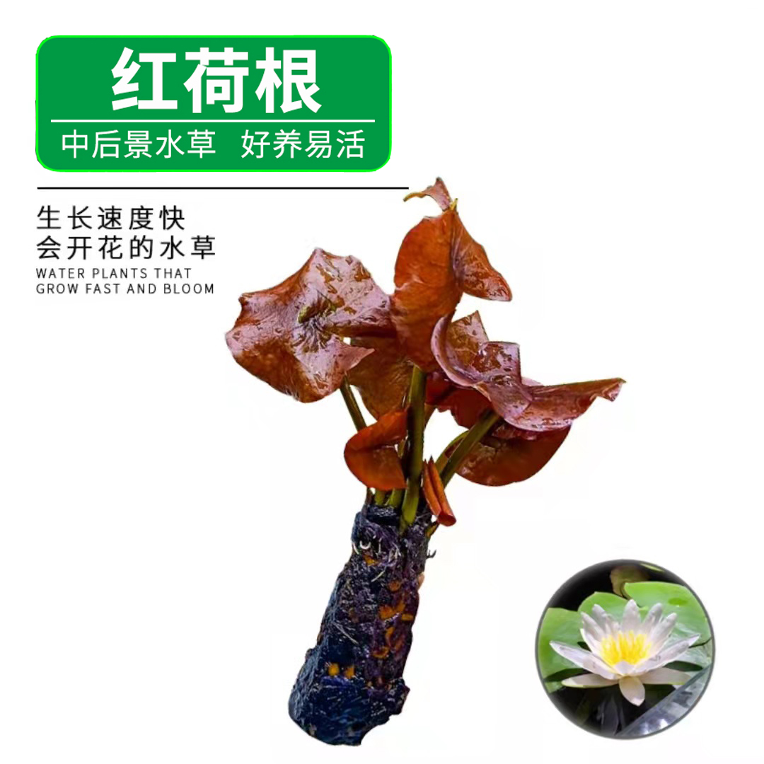 香蕉草懒人鱼缸四季造景水草入缸成景绿色前中后景无土无草泥种植