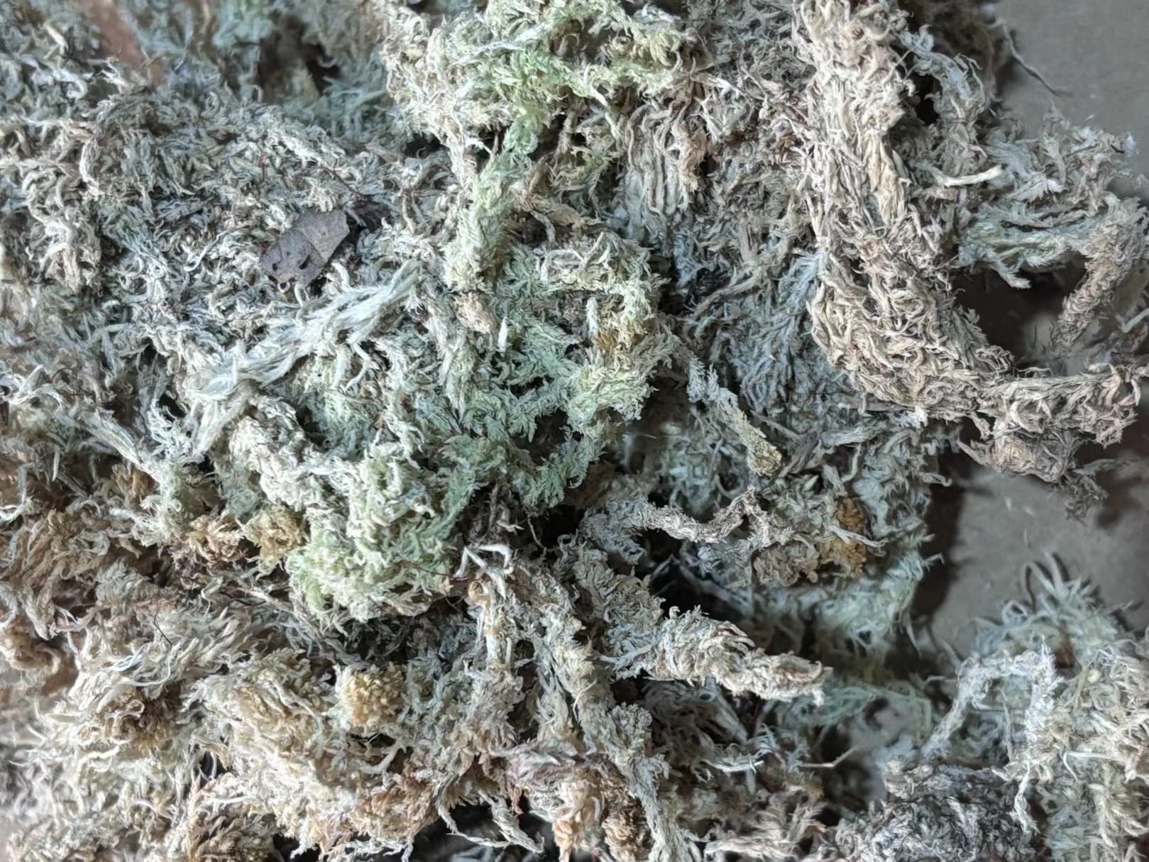 水苔干苔藓蝴蝶兰石斛兰植料兰科专用——1斤500g