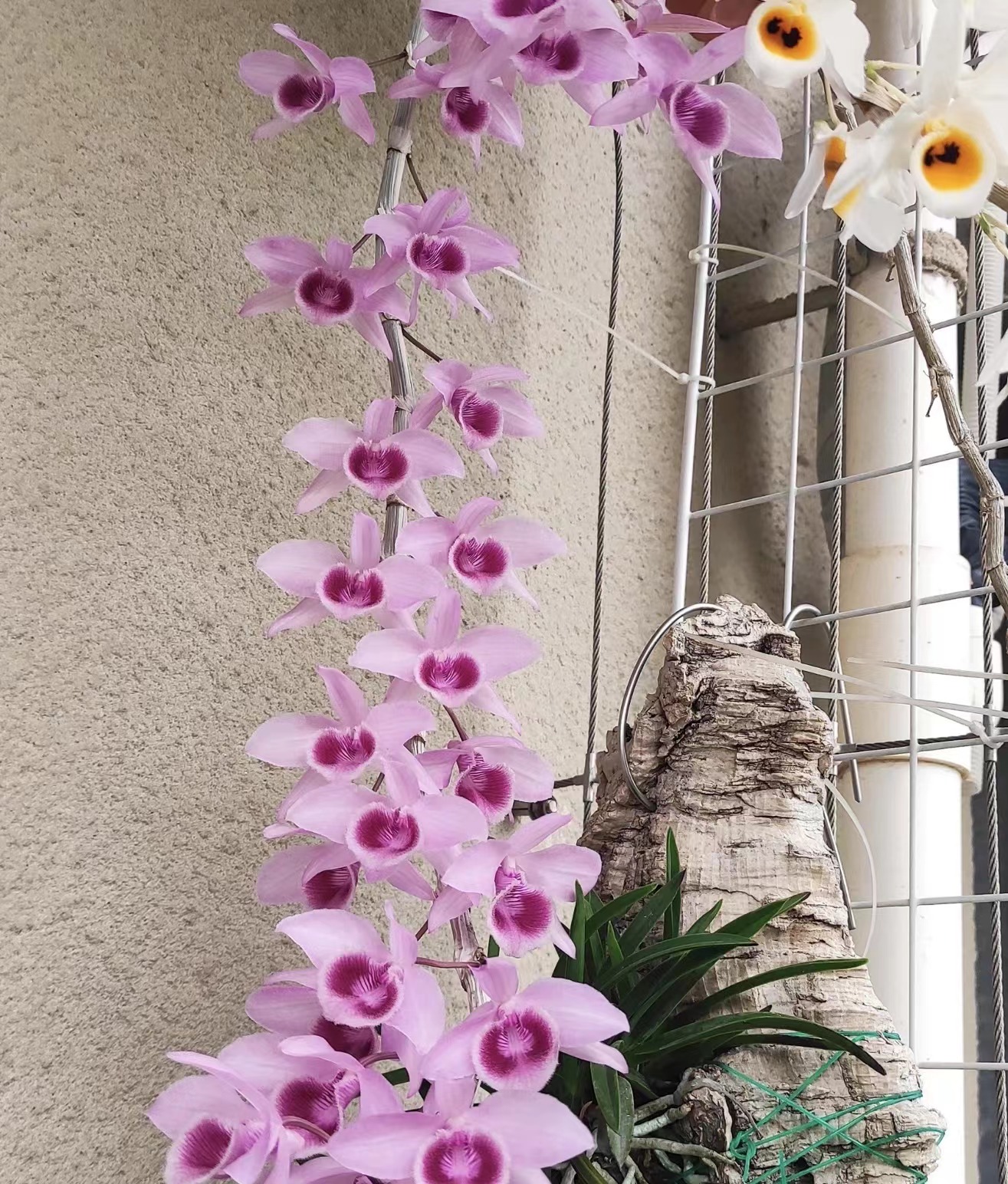 桃之妖妖 天麝石斛 稀少珍贵品种 浓香型石斛 花期长（2枝杆）