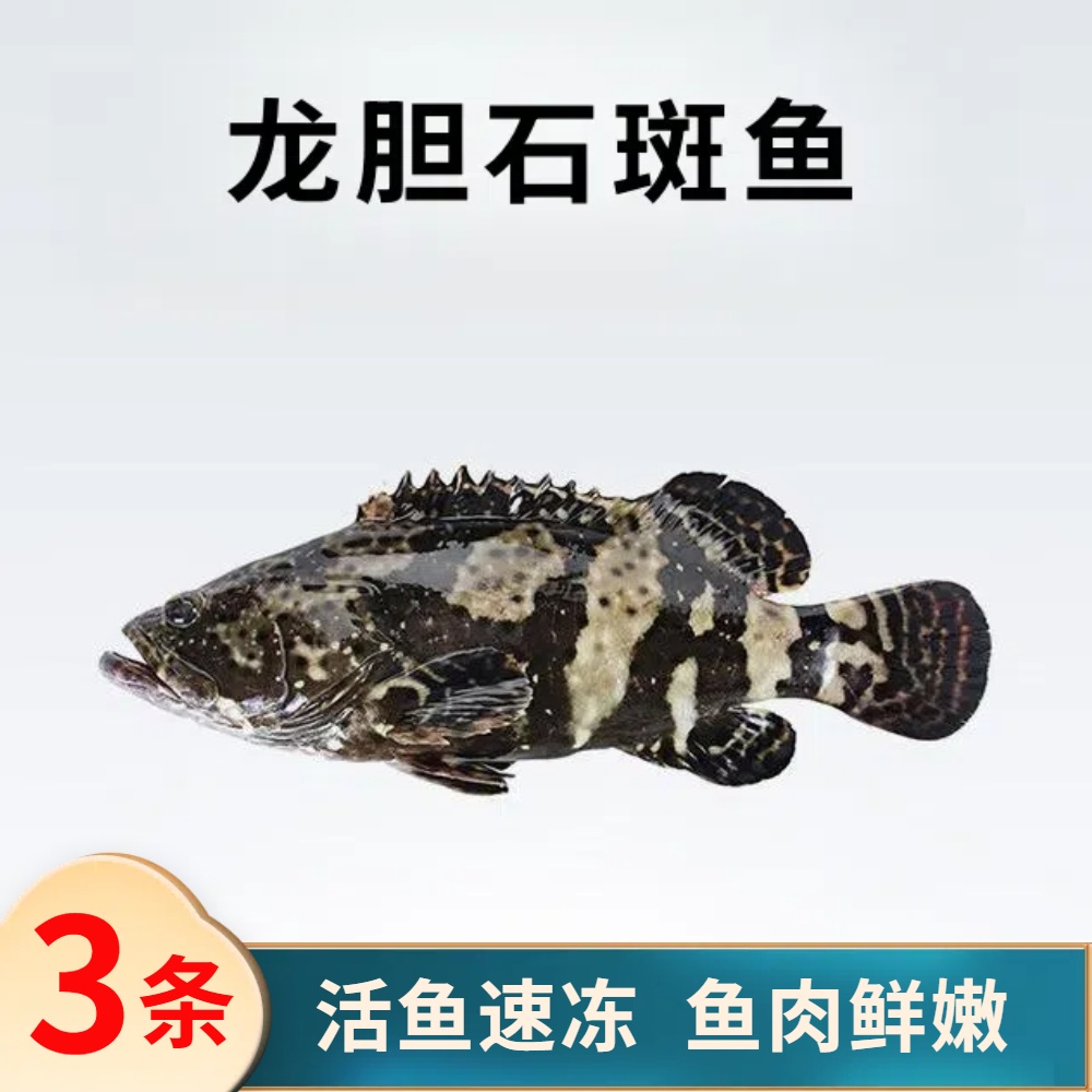 2.8斤共3条龙胆石斑鱼 活鱼速冻非活发（不帮杀）单条约9两左右