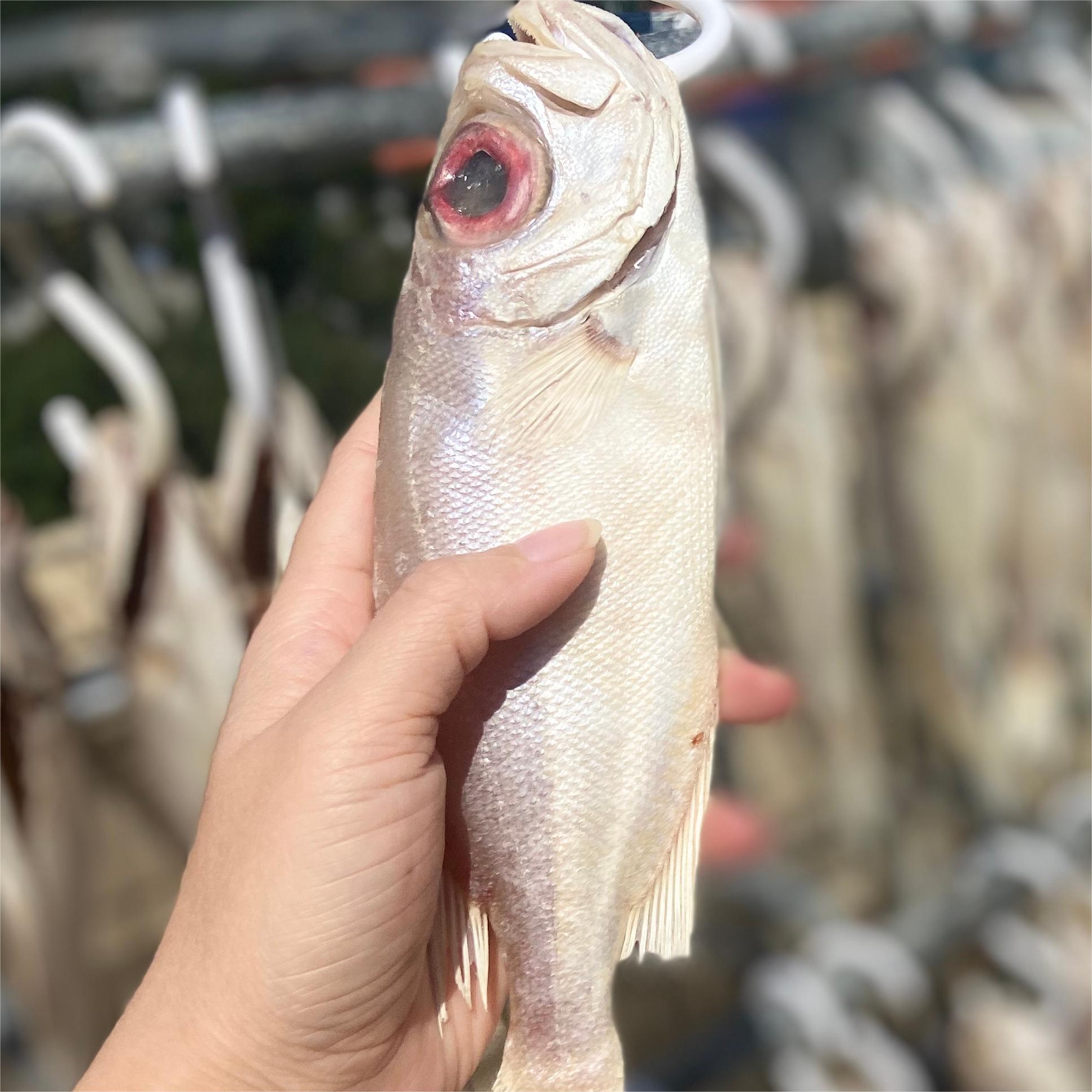 新晒大眼鱼干1斤 约4-6条咸香 鱼肉厚实 肉质拉丝 