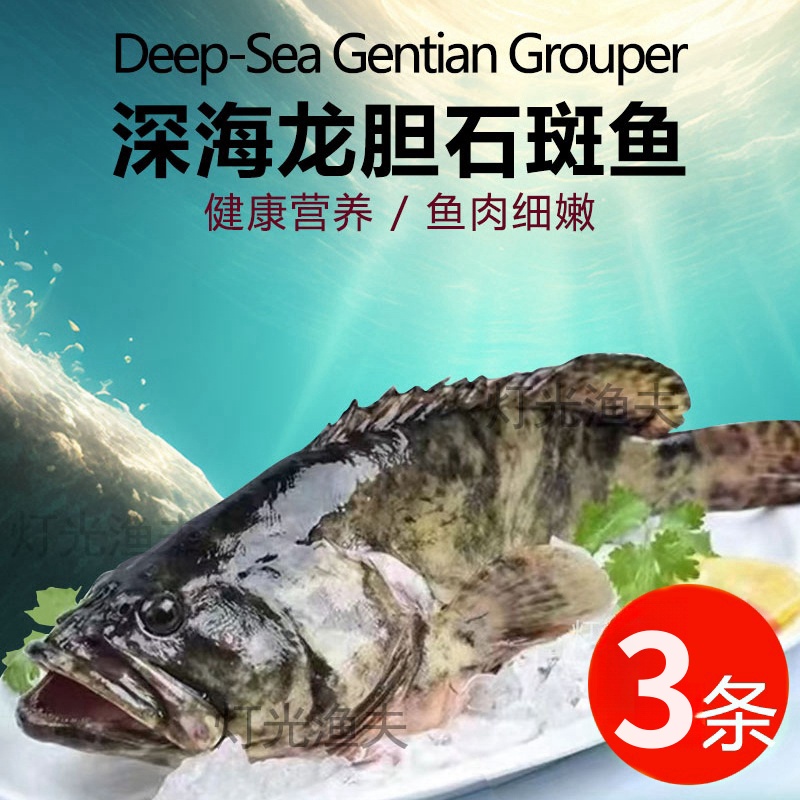2.8斤共3条龙胆石斑鱼 活鱼速冻非活发（不帮杀）单条约9两左右