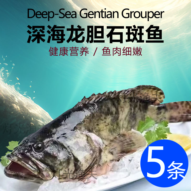 4斤共5条龙胆石斑珍珠斑 活鱼原条速冻非活发 单条约7-9两左右