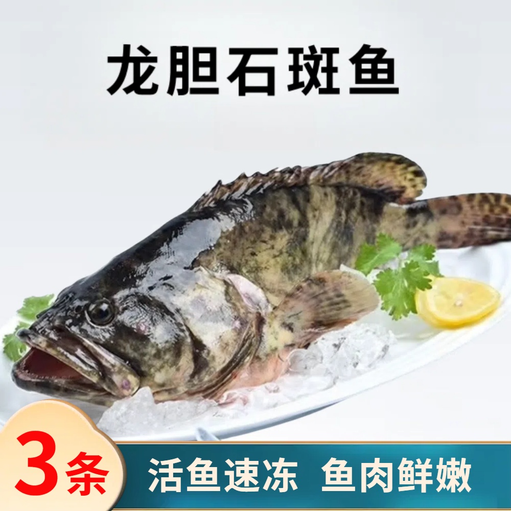 3.4斤共3条龙胆石斑鱼 活鱼速冻非活发（不帮杀）单条约1.1斤左右