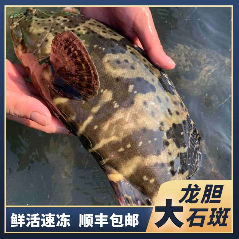 【石斑鱼】单条深海龙胆大石斑珍珠斑  活鱼原条速冻非活发（不帮杀）