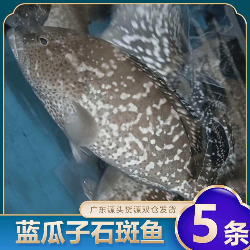 4斤共5条蓝瓜子石斑鱼 活鱼速冻非活发（不帮杀） 单条约7-9两左右