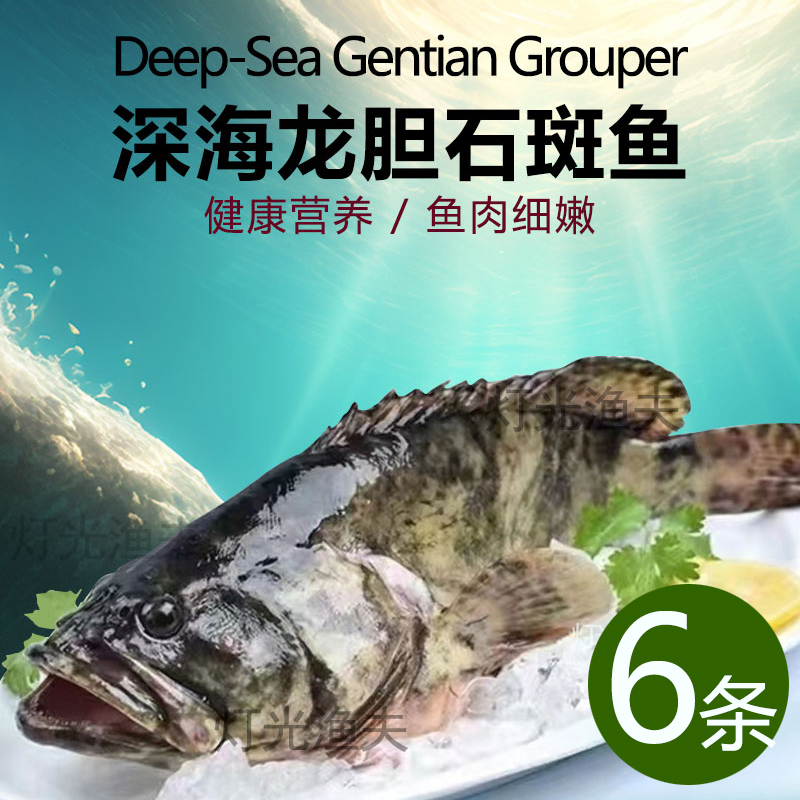 4斤共6条龙胆石斑鱼 活鱼速冻非活发（不帮杀） 单条约6-7两左右