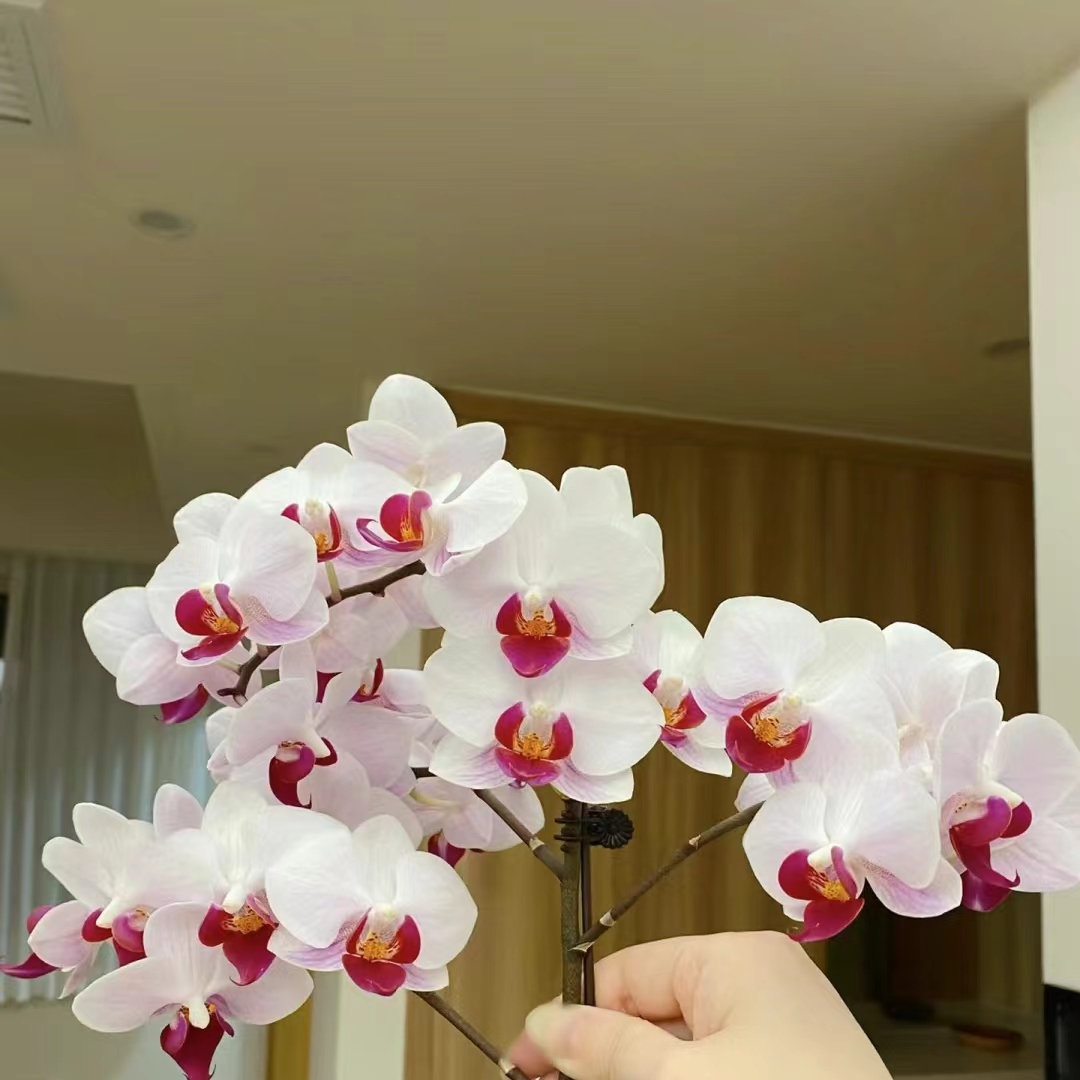 蝴蝶兰-貂蝉苗3.0寸杯（无花无梗叶片有轻微叶伤、小疙瘩建议别拍 ）