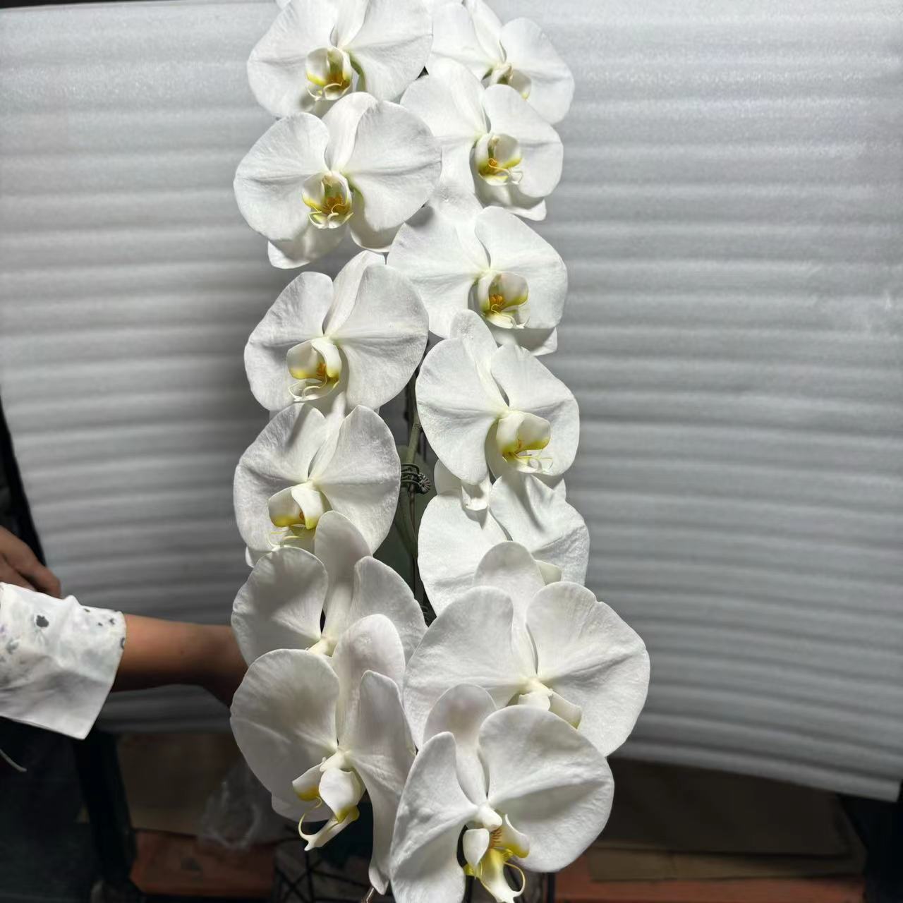 蝴蝶兰-大白v3双梗苗3.5寸杯（无花）