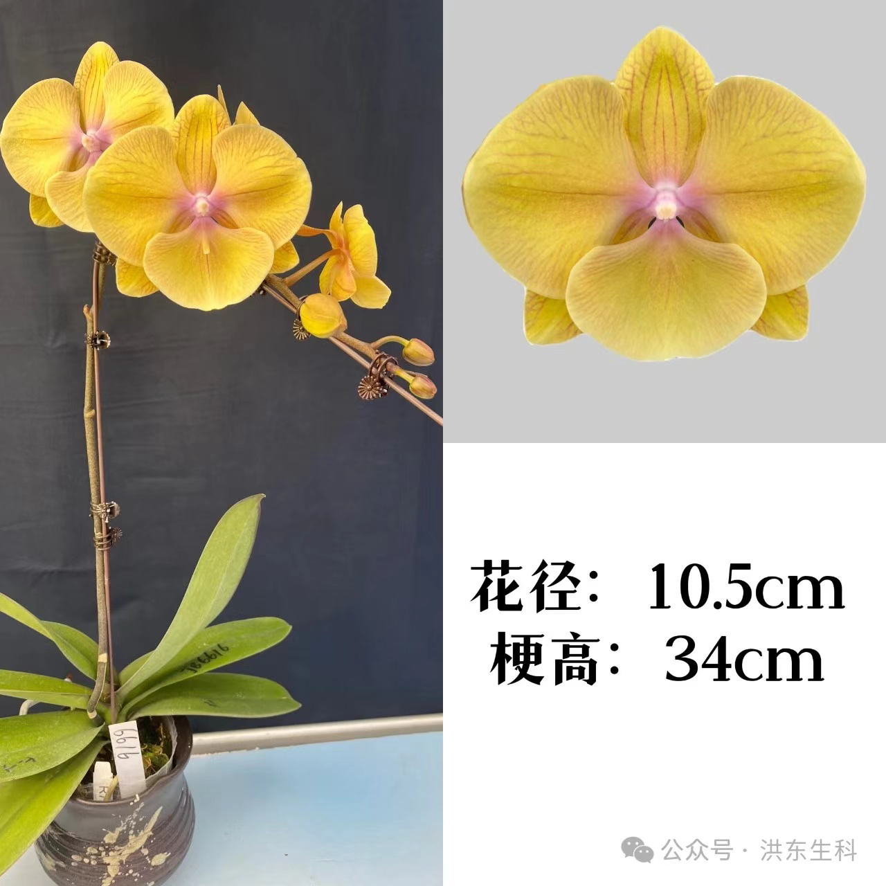 蝴蝶兰-金玉满堂苗抽梗3.5杯（无花有梗）