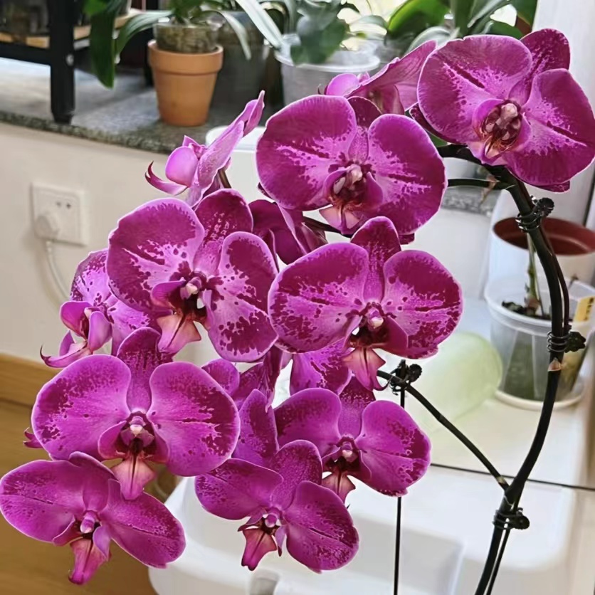 蝴蝶兰-潮流3.5杯（无花无梗）