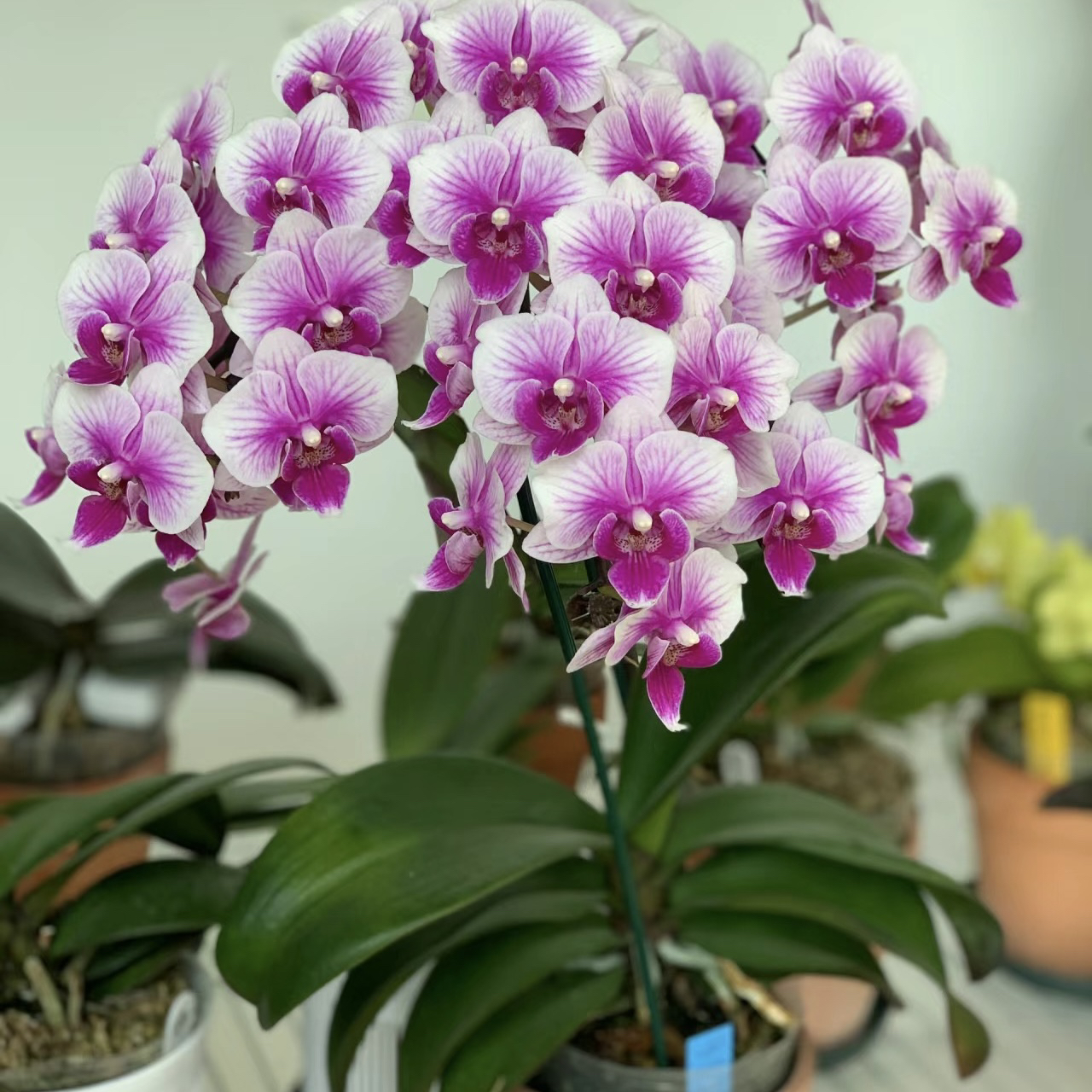 蝴蝶兰-可爱多抽梗苗3.5杯（ 无花轻微叶损跟双剑的断一个不售后）