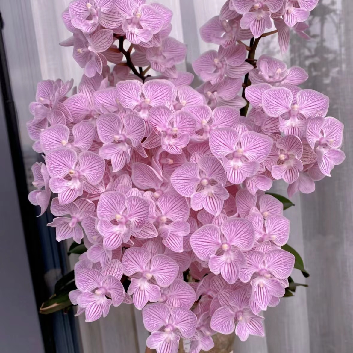 蝴蝶兰-樱花苗3.5寸杯（无花）