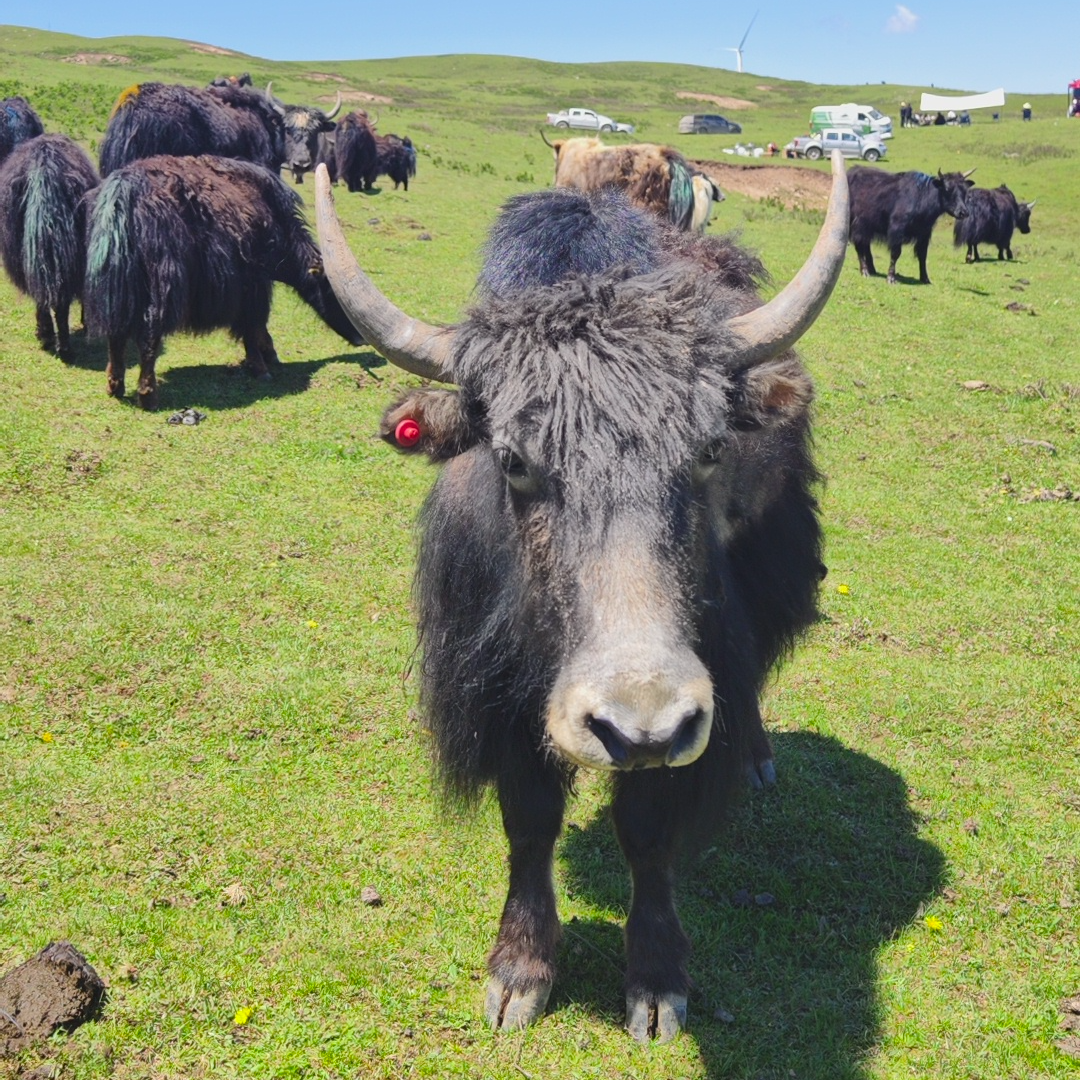 【吊龙牛腱子组合装】吊龙+牛腱子酱卤烧烤拼盘切片 美味高原牦牛肉