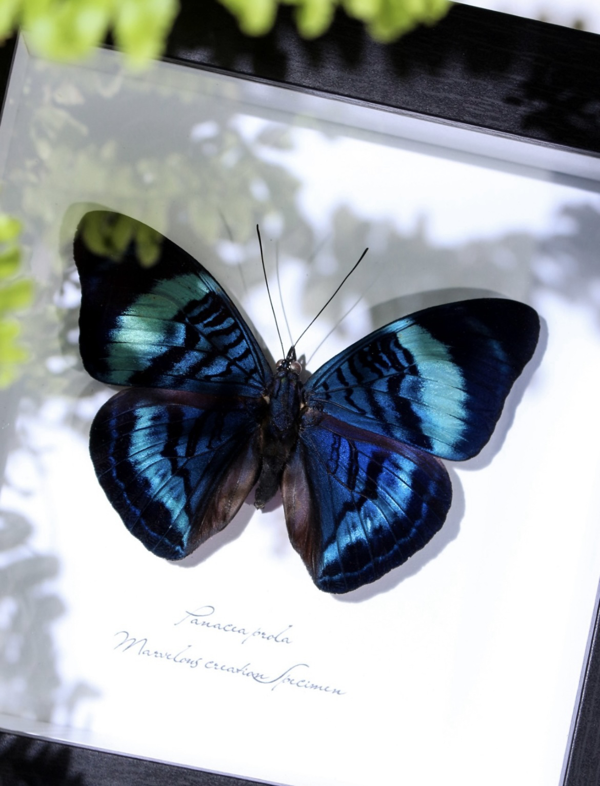 炬蛱蝶真蝴蝶标本家居装饰画中空摆件diy手工小众送朋友生日礼物