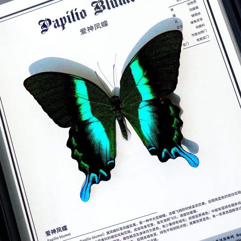 爱神凤蝶闺蜜生日礼物真蝴蝶标本diy成品相框家居装饰画摆件挂画