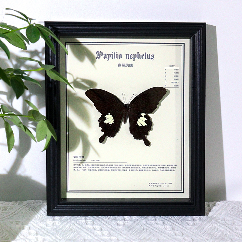 宽带凤蝶蝴蝶标本创意装饰画小众家居中空相框摆件送朋友生日礼物