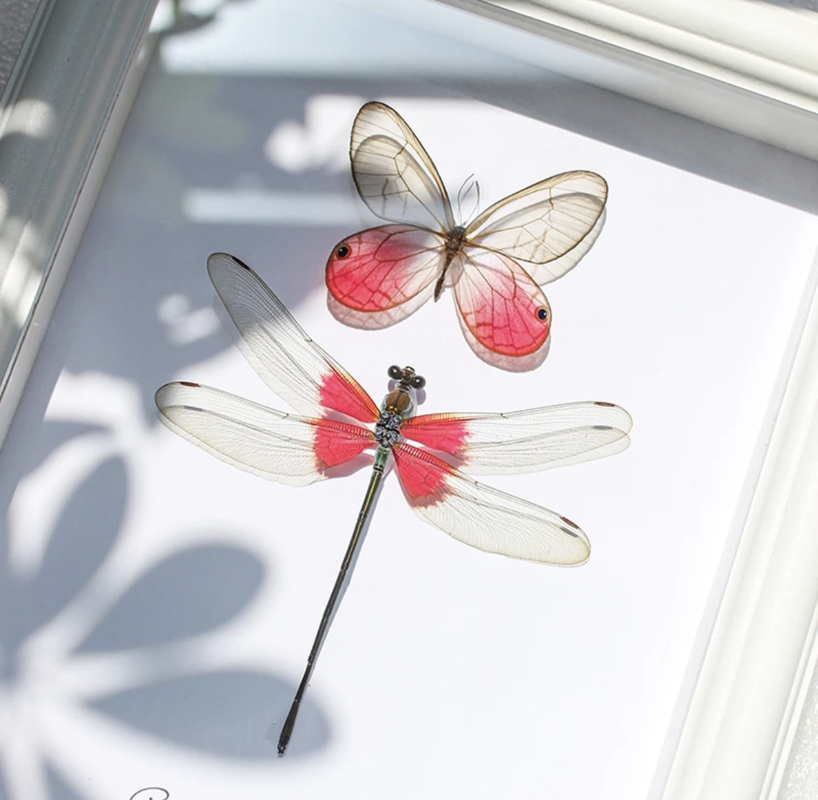 玫瑰绡眼蝶蝴蝶标本赤基色蟌蜻蜓标本装饰画摆件小众个性生日礼物