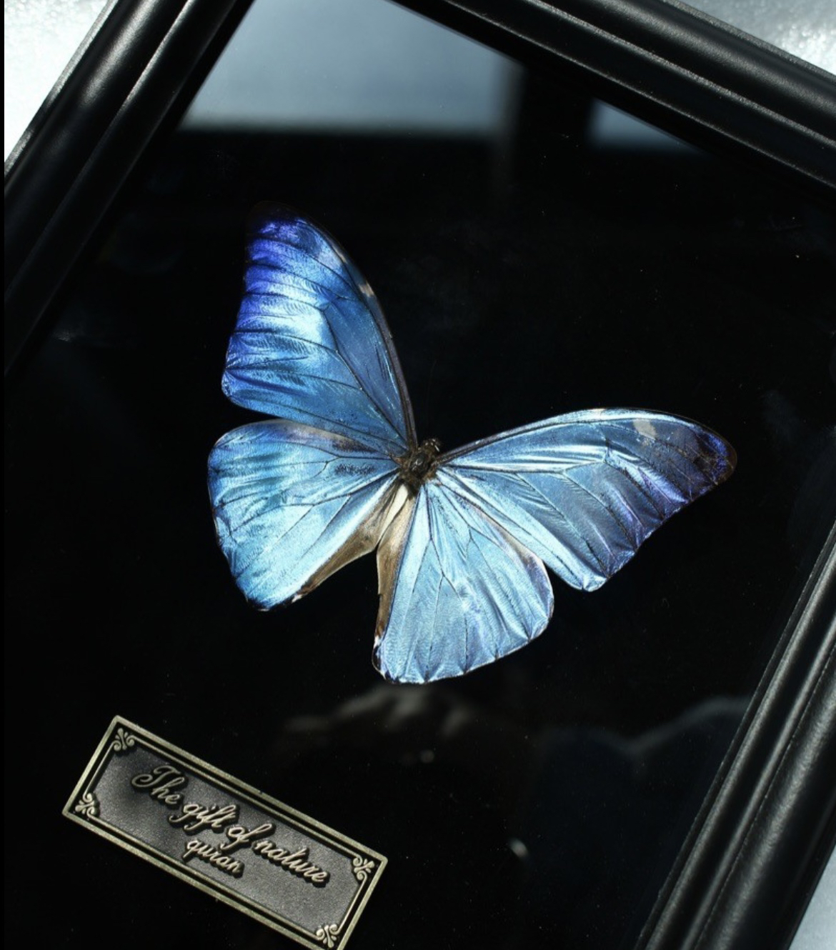 秘鲁进口安东尼斯闪蝶真蝴蝶标本装饰画家居桌面摆件小众个性礼物