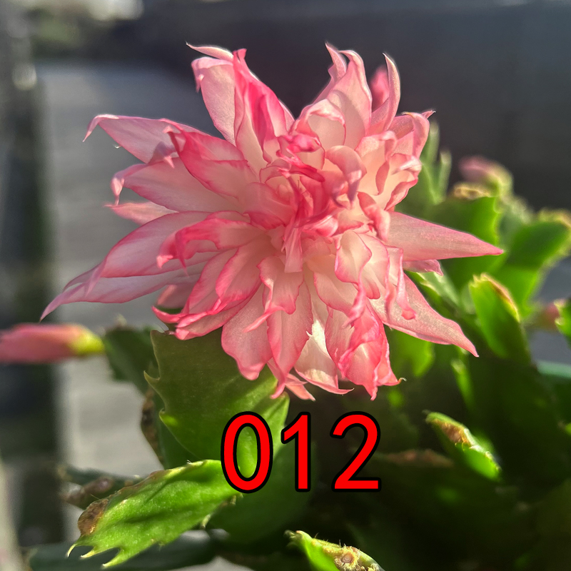 橘重AN012嫁接蟹爪兰盆栽花卉