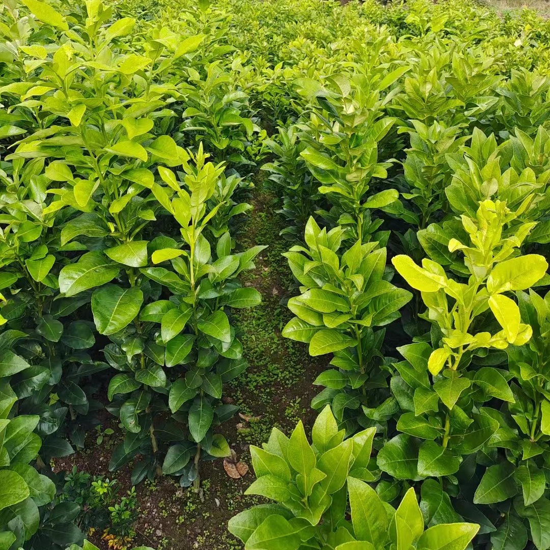 大南原产地基地直发苗【地径1.5公分左右裸根】绿植