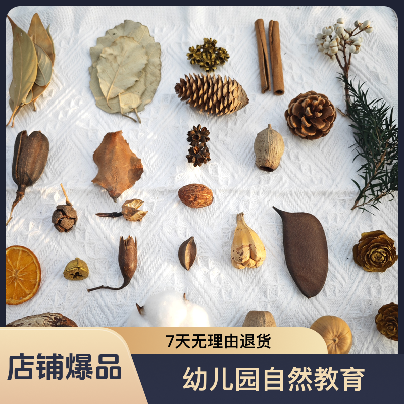 干果松果橡果种子标本装饰植物果实手工干花diy材料幼儿园自然