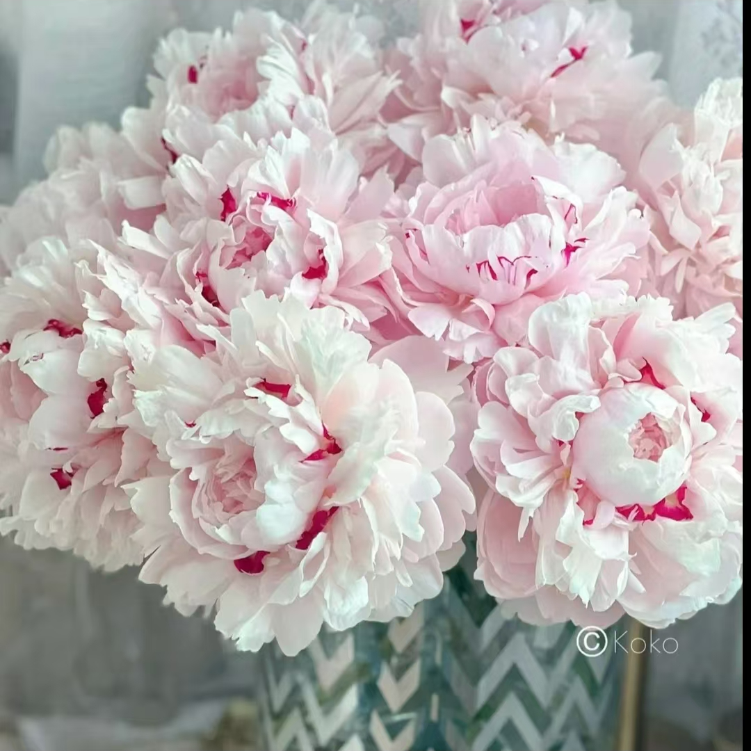 芍药【粉池金鱼】国产经典品种秋天发苗