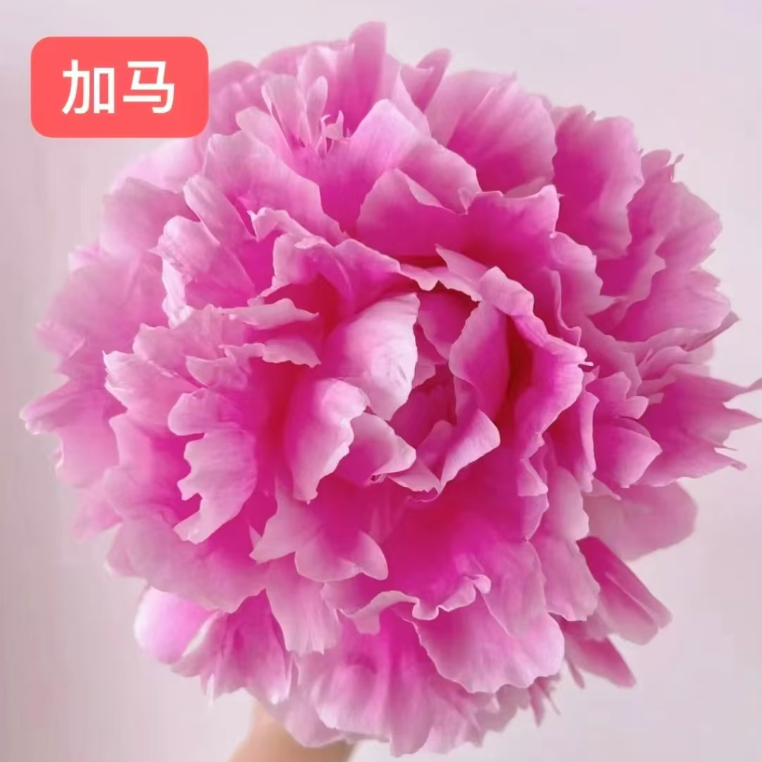 芍药【伽马】菏泽直发秋天发苗