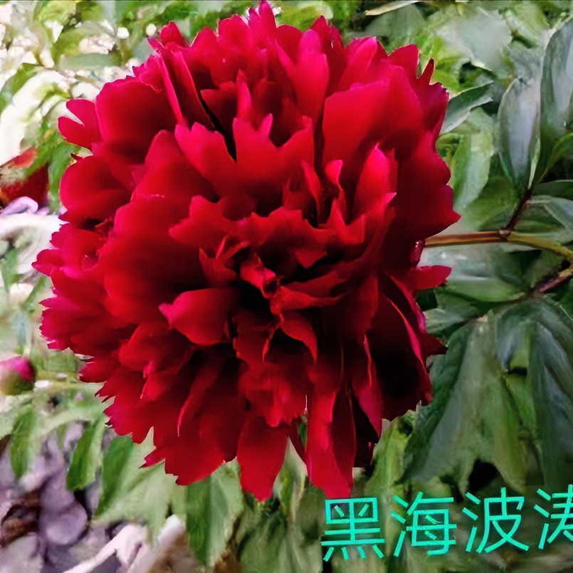 【黑海波涛】千层红色系芍药4年苗 秋天发苗