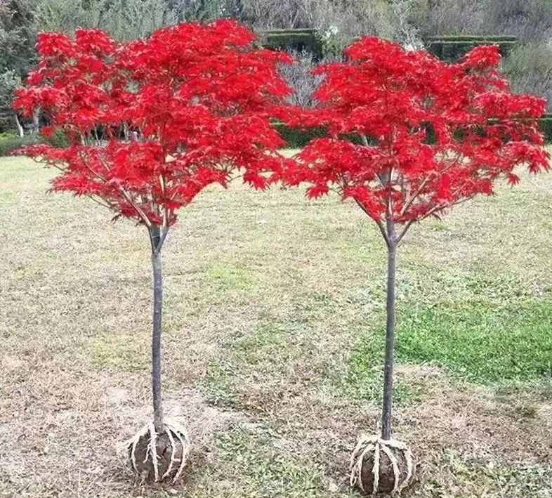 绿植三季红大树日本红枫中国红地载室外石楠花紫云英紫薇树枫树