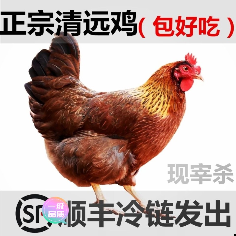【新店大促】正宗广东清远鸡本地果园走地农家散养新鲜活鸡现宰杀