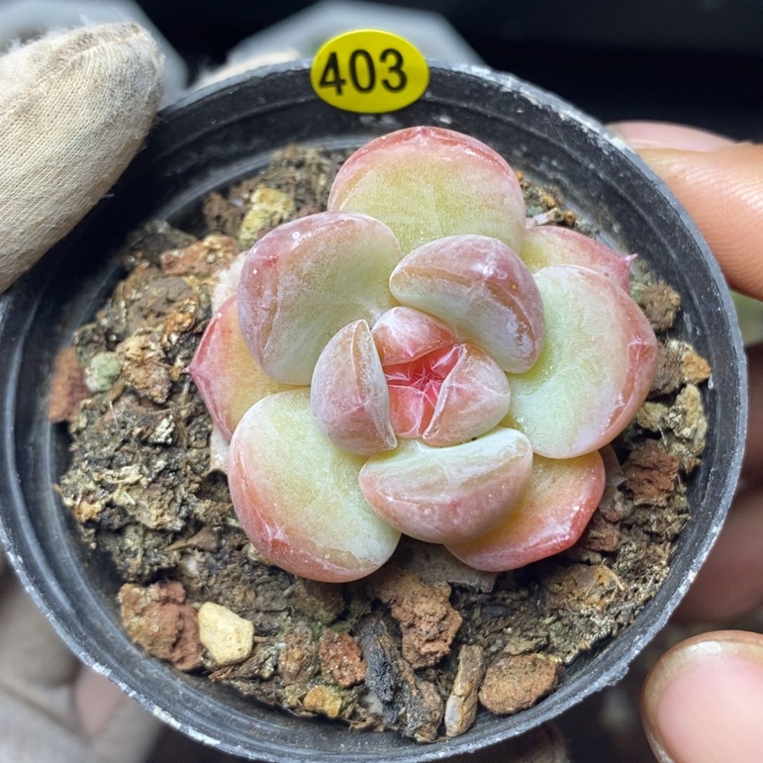 特价福利一物一拍403