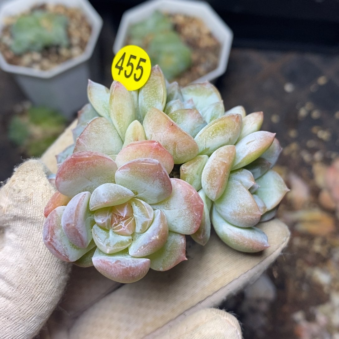 特价福利一物一拍455