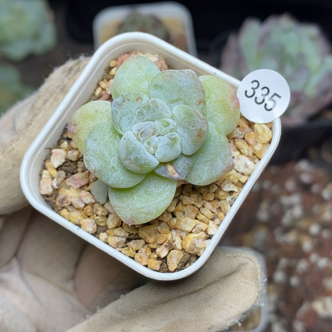 特价福利一物一拍335