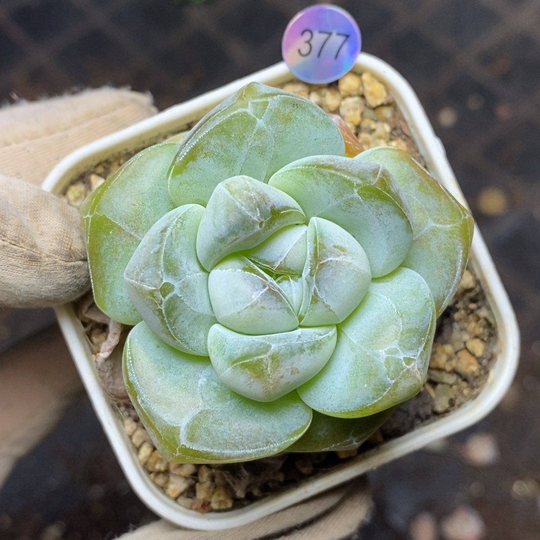 9.9包邮一物一拍脱土发货377