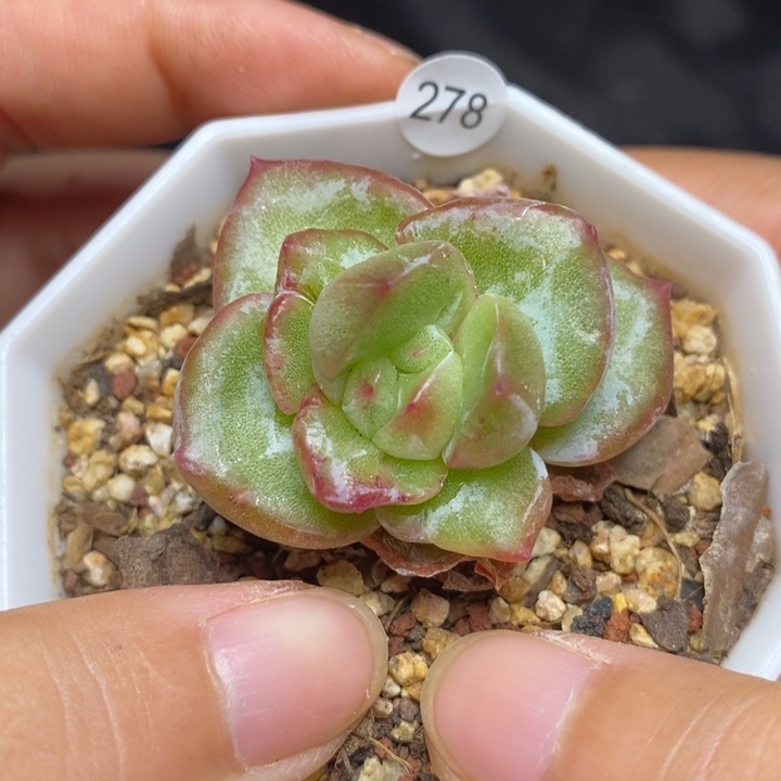 9.9包邮当天凑单脱土发货278