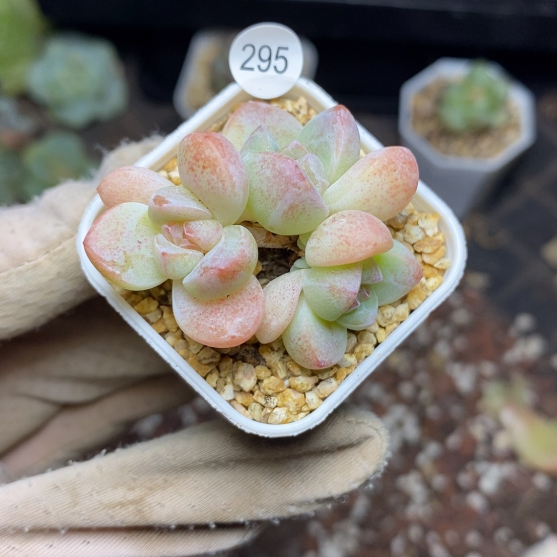 特价福利一物一拍295
