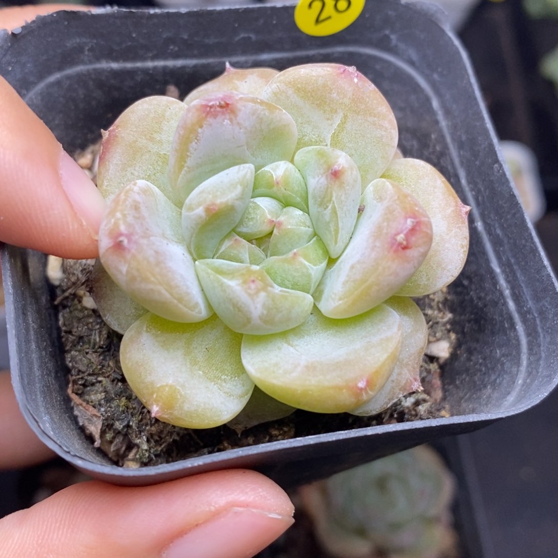 28包邮脱土发货当天凑单A28