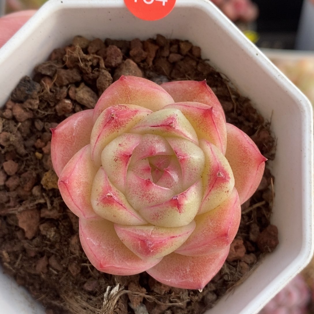 肉肉28块包邮w y c164