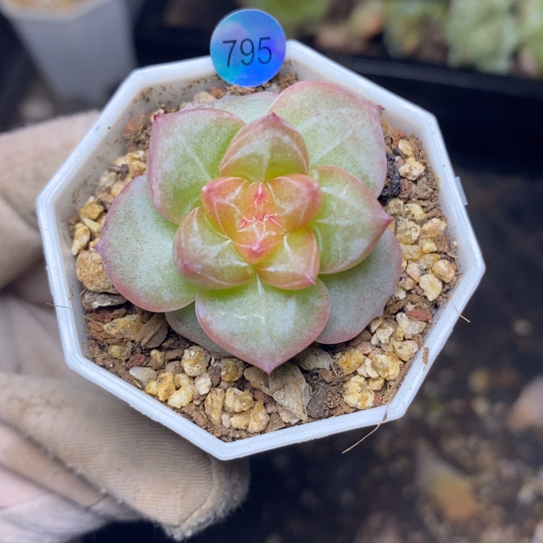珍妮福利一物一拍795