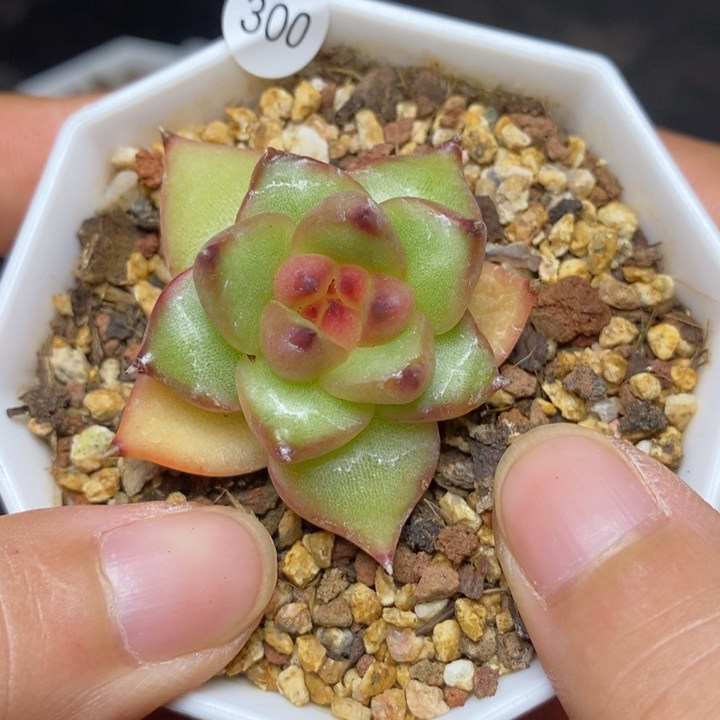 9.9包邮当天凑单脱土发货300