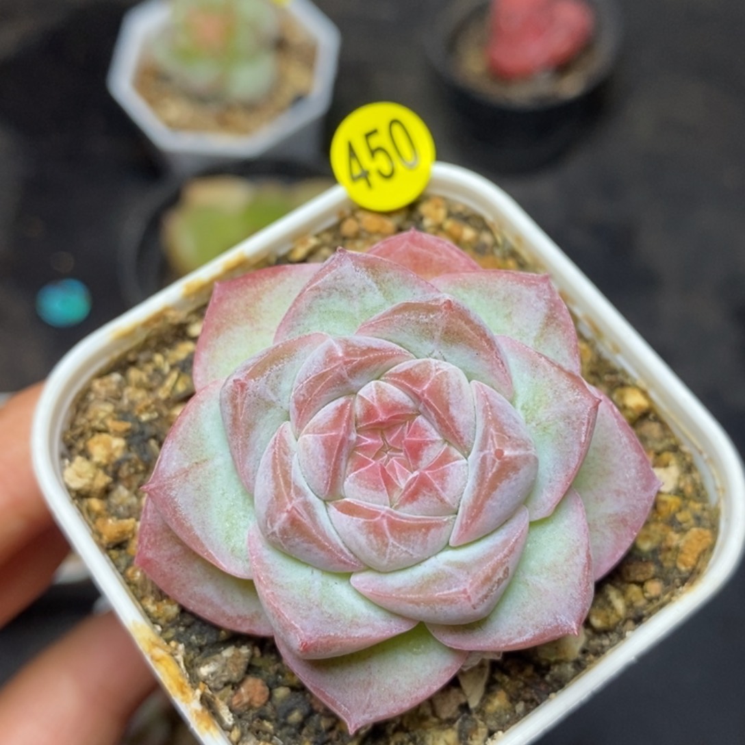9.9包邮当天凑单脱土发货450