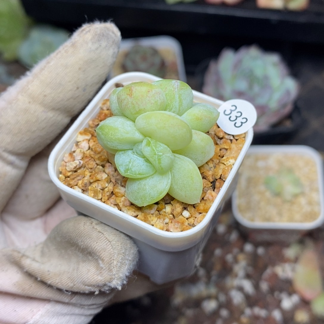 特价福利一物一拍333石化冰玉