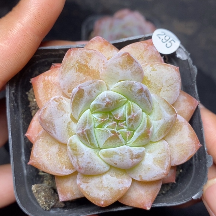 9.9包邮当天凑单脱土发货295