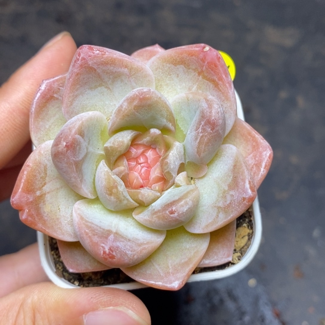 9.9包邮当天凑单脱土发货471