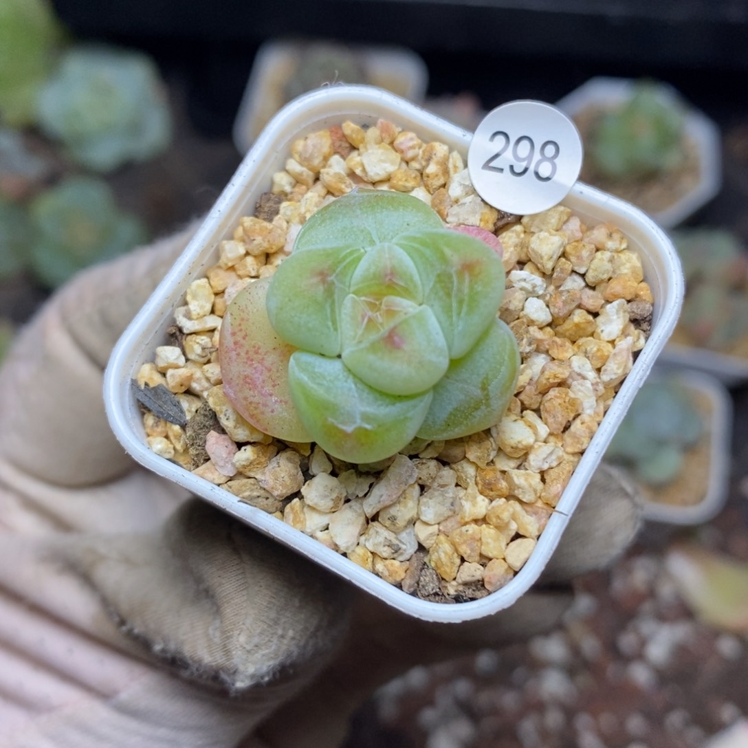 特价福利一物一拍298