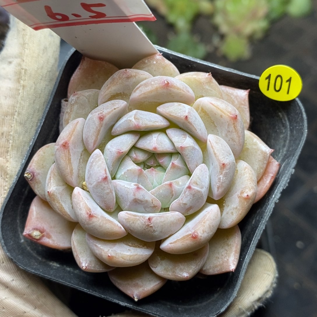 9.9包邮一物一拍脱土发货101