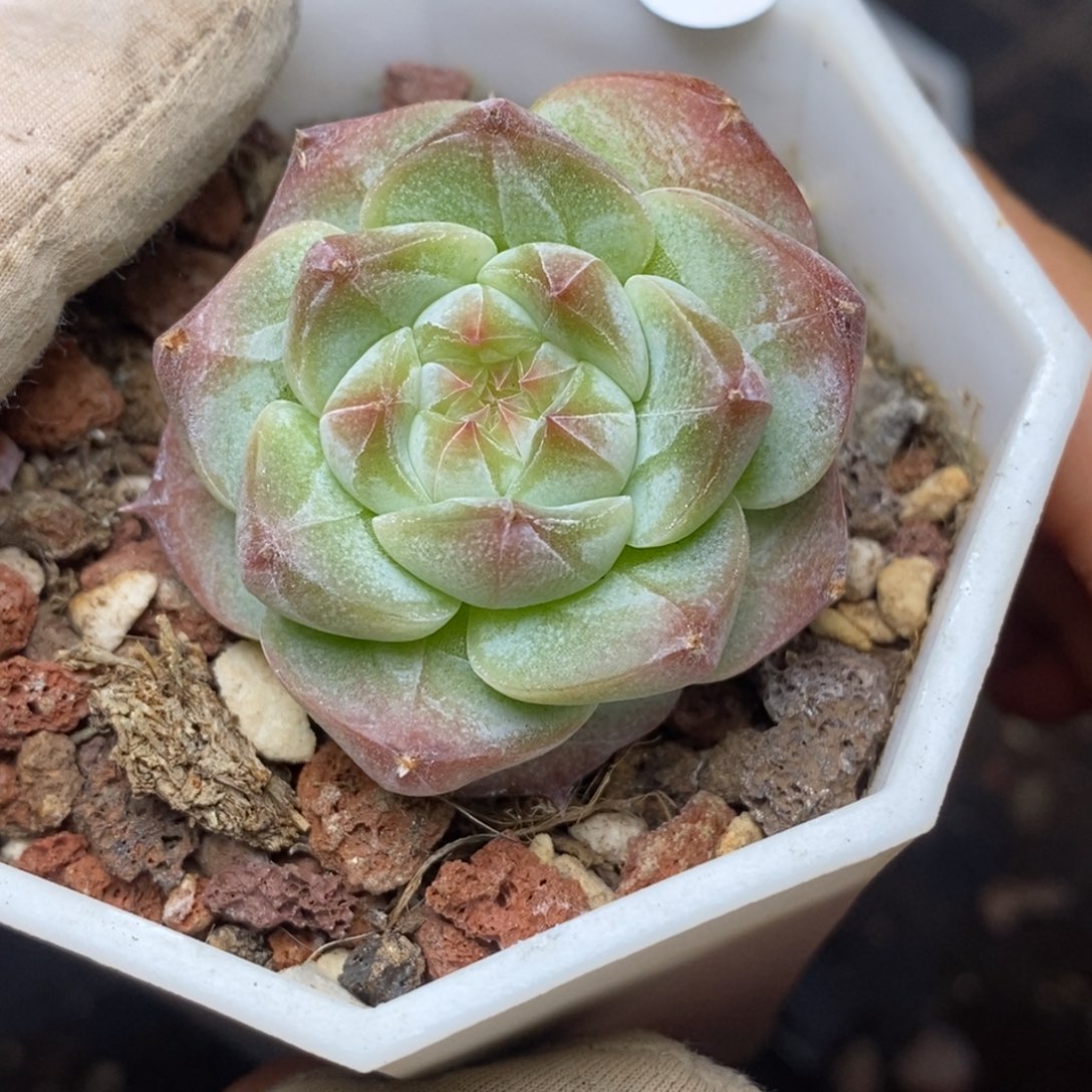 9.9包邮一物一拍脱土发货372