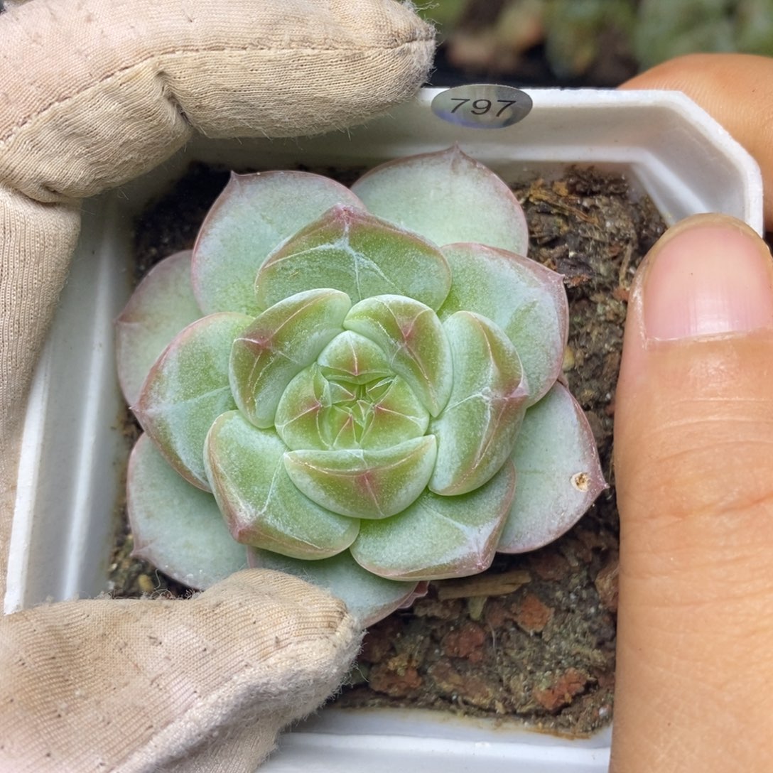 珍妮福利一物一拍797