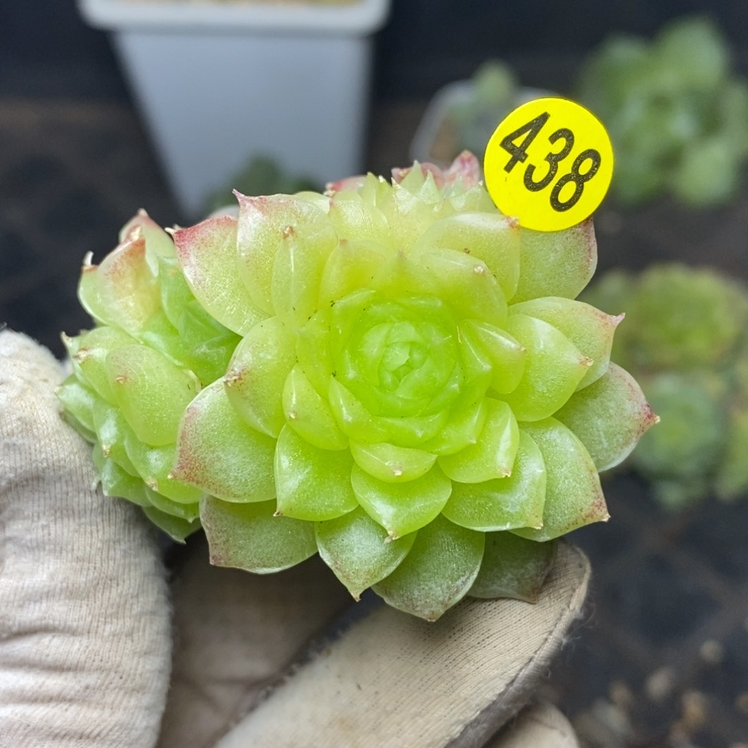 9.9包邮一物一拍脱土发货438